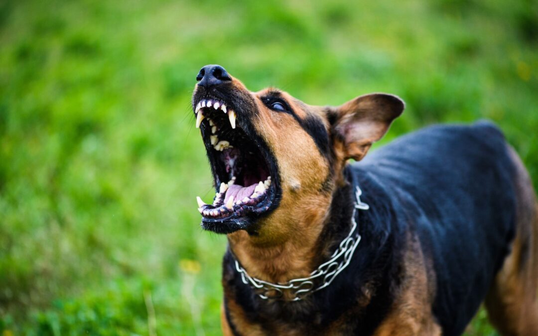 The Legal Fallout of a Boston Dog Bite That Ended in Death